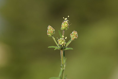 BUITEN BEELD Foto: 413482