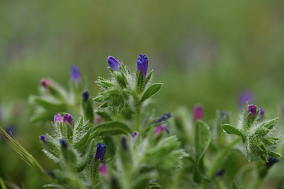 BUITEN BEELD Foto: 413495