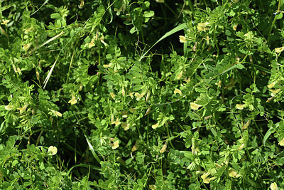 BUITEN BEELD Foto: 413497