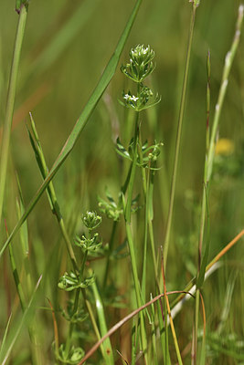 BUITEN BEELD Foto: 413506