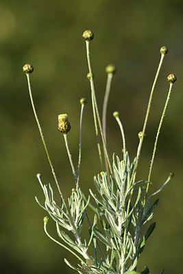 BUITEN BEELD Foto: 413522