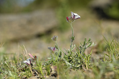 BUITEN BEELD Foto: 413523