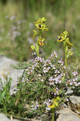 BUITEN BEELD Foto: 413526