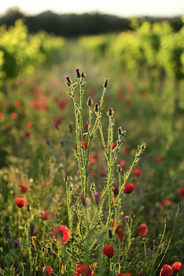 BUITEN BEELD Foto: 413528