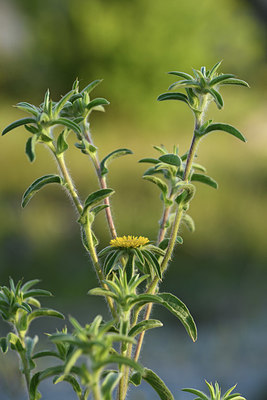 BUITEN BEELD Foto: 413529