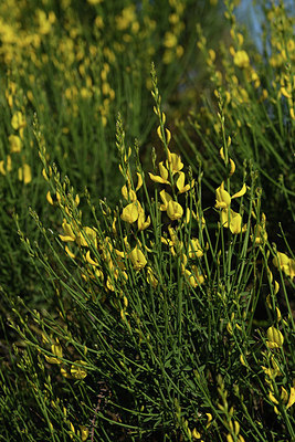 BUITEN BEELD Foto: 413532