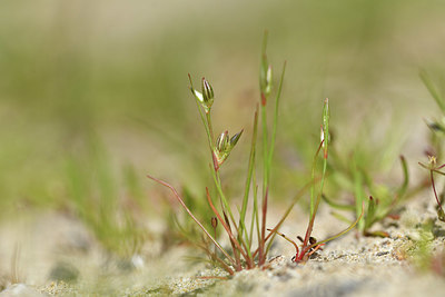 BUITEN BEELD Foto: 413533