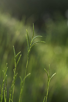BUITEN BEELD Foto: 413539