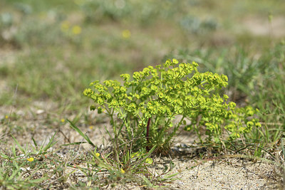 BUITEN BEELD Foto: 413543