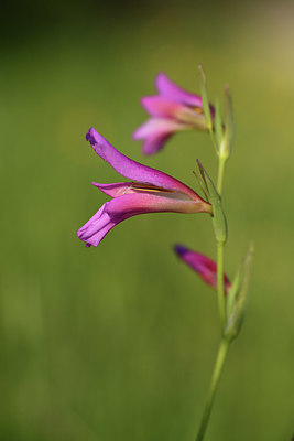 BUITEN BEELD Foto: 413547