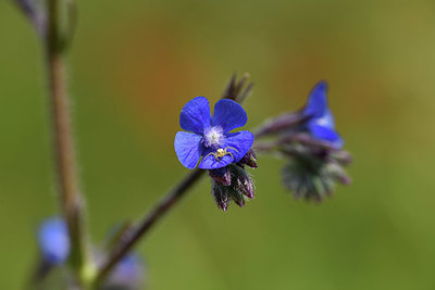 BUITEN BEELD Foto: 413556