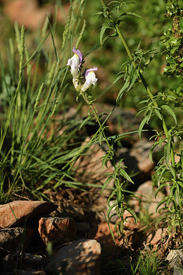 BUITEN BEELD Foto: 413579