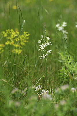 BUITEN BEELD Foto: 413584