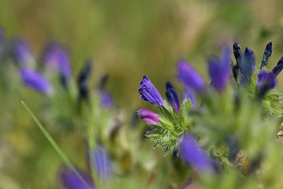 BUITEN BEELD Foto: 413624