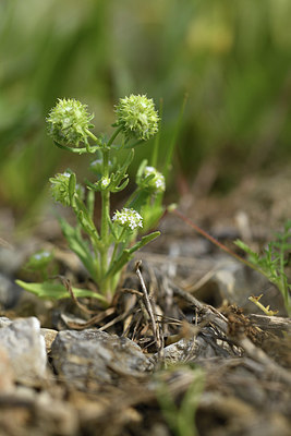 BUITEN BEELD Foto: 413627