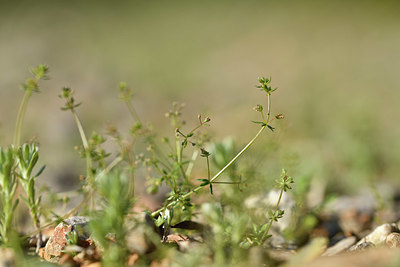 BUITEN BEELD Foto: 413634