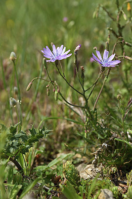 BUITEN BEELD Foto: 413639