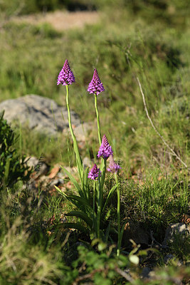 BUITEN BEELD Foto: 413643