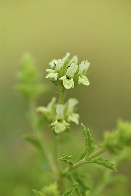 BUITEN BEELD Foto: 413651