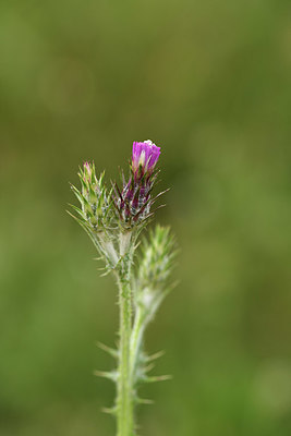 BUITEN BEELD Foto: 413661