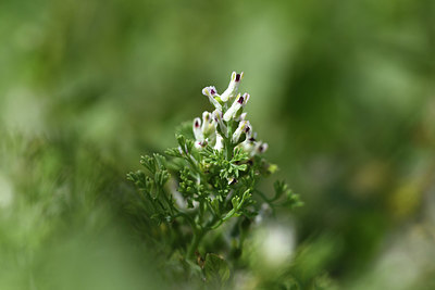 BUITEN BEELD Foto: 413684