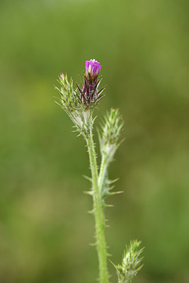 BUITEN BEELD Foto: 413694