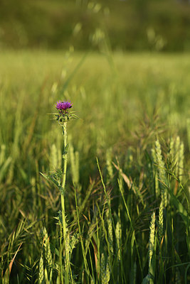 BUITEN BEELD Foto: 413705