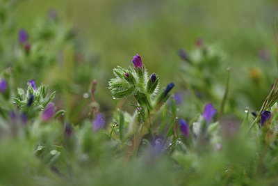 BUITEN BEELD Foto: 413707