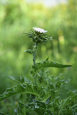 BUITEN BEELD Foto: 413713