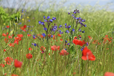 BUITEN BEELD Foto: 413715