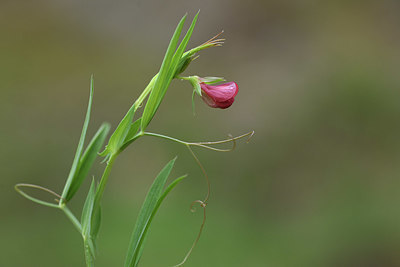 BUITEN BEELD Foto: 413721