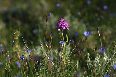 BUITEN BEELD Foto: 413727