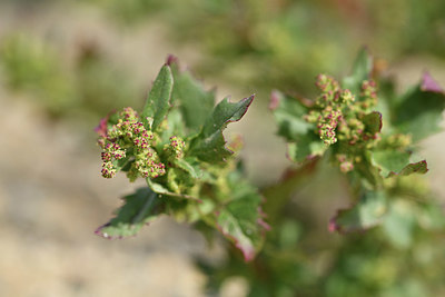 BUITEN BEELD Foto: 413732