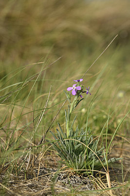 BUITEN BEELD Foto: 413737