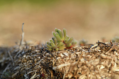 BUITEN BEELD Foto: 413739