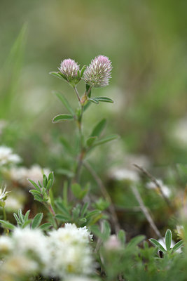 BUITEN BEELD Foto: 413748