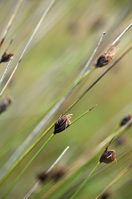 BUITEN BEELD Foto: 413757