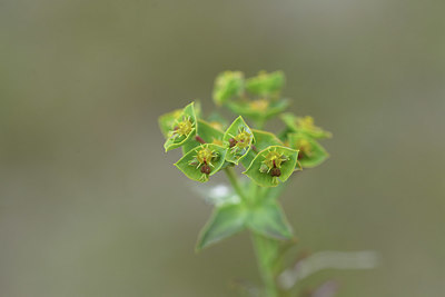 BUITEN BEELD Foto: 413761