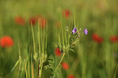 BUITEN BEELD Foto: 413773