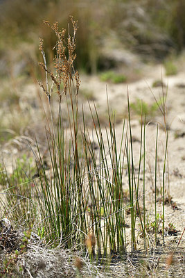 BUITEN BEELD Foto: 413775