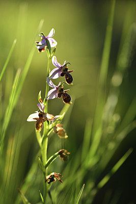 BUITEN BEELD Foto: 413784