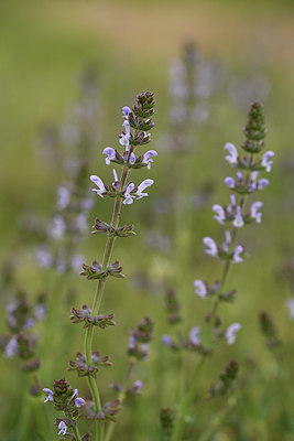 BUITEN BEELD Foto: 413785