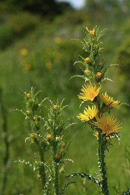 BUITEN BEELD Foto: 413787