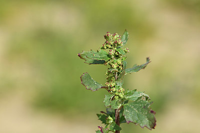 BUITEN BEELD Foto: 413791