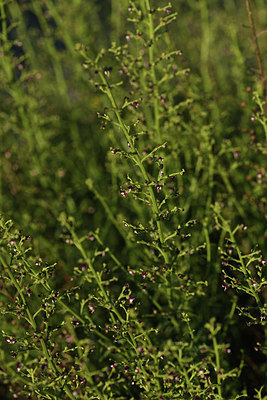 BUITEN BEELD Foto: 413795