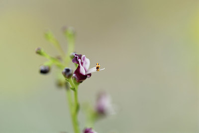 BUITEN BEELD Foto: 413801