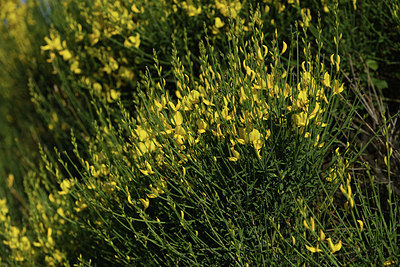 BUITEN BEELD Foto: 413810