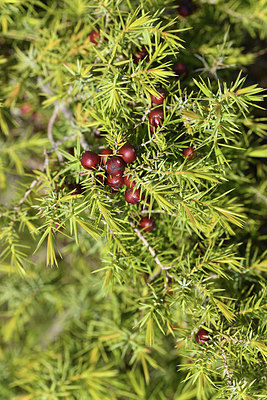 BUITEN BEELD Foto: 413829