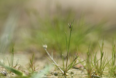 BUITEN BEELD Foto: 413831