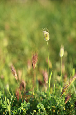 BUITEN BEELD Foto: 413835